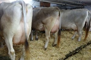 k-Solaris  Voice  Dally